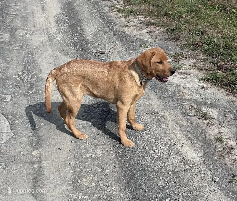 Ember – Labrador Retriever puppy on hold in Gillett, PA
