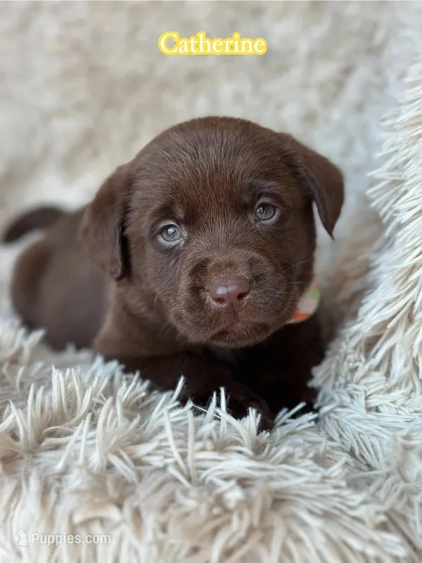 Catherine – Labrador Retriever puppy for sale in Gillett, PA