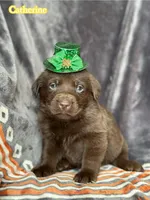 Catherine, a female Labrador Retriever for sale in Gillett, PA – Photo 2 of 3