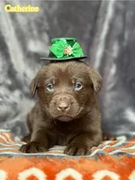 Catherine, a female Labrador Retriever for sale in Gillett, PA – Photo 3 of 3