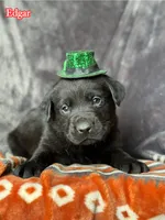 Edgar , a male Labrador Retriever for sale in Gillett, PA – Photo 3 of 3