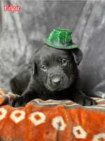 Edgar , a male Labrador Retriever for sale in Gillett, PA – Photo 2 of 3