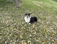 Reggie , a male Pembroke Welsh Corgi for sale in Gillett, PA – Photo 2 of 2