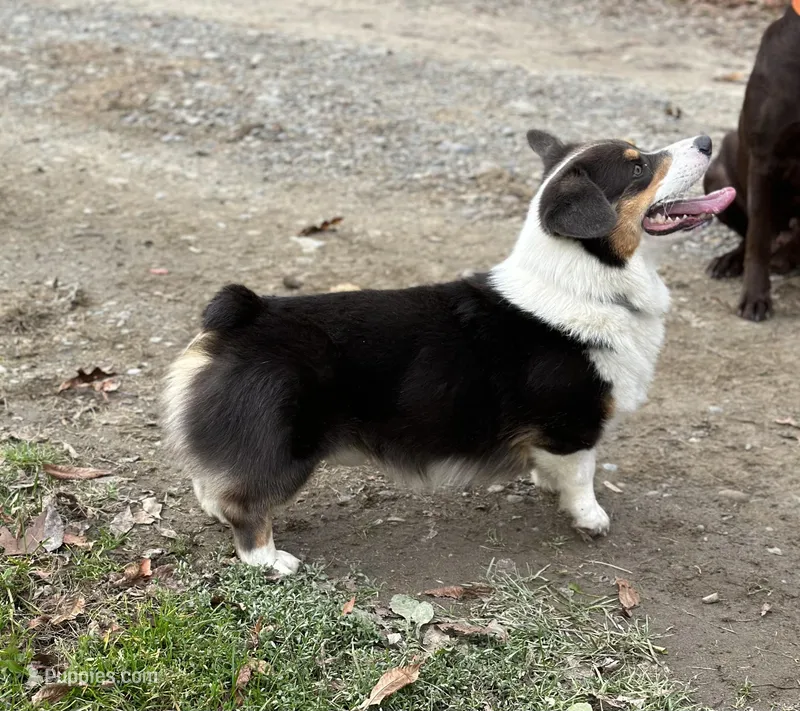 Reggie , a male Pembroke Welsh Corgi for sale in Gillett, PA – Photo 1 of 2