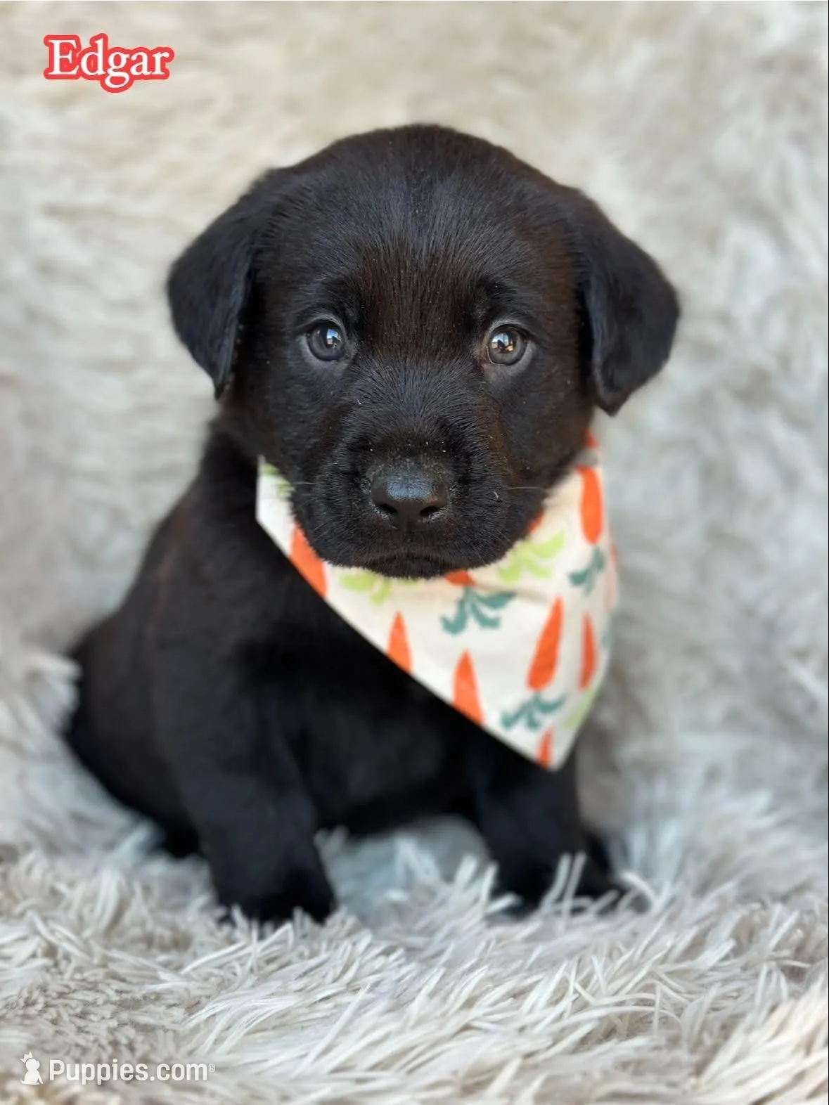 Edgar  – Labrador Retriever puppy for sale in Gillett, PA