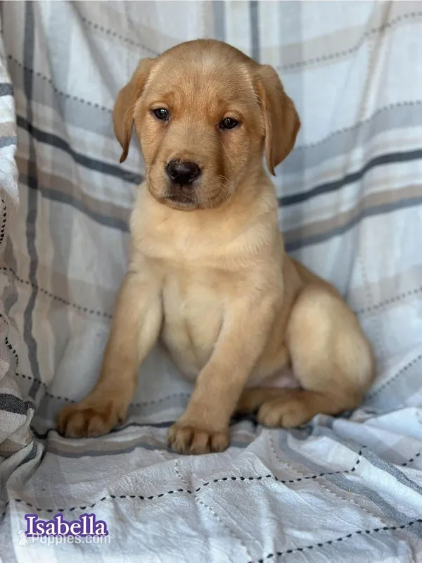 Isabella  – Labrador Retriever puppy for sale in Gillett, PA