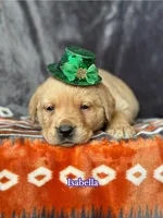 Isabella , a female Labrador Retriever for sale in Gillett, PA – Photo 2 of 2