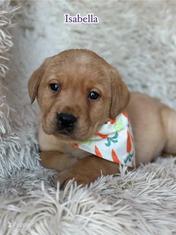 Isabella , a female Labrador Retriever for sale in Gillett, PA – Photo 1 of 2