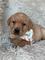 Isabella , a female Labrador Retriever for sale in Gillett, PA – Photo 1 of 2