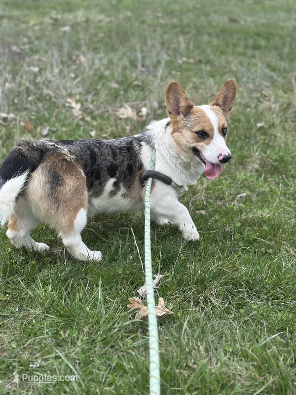 Honey  – Cardigan Welsh Corgi, Pembroke Welsh Corgi puppy for sale in Gillett, PA