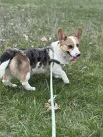 Honey , a female Pembroke Welsh Corgi for sale in Gillett, PA – Photo 4 of 5