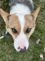 Honey , a female Pembroke Welsh Corgi for sale in Gillett, PA – Photo 3 of 5