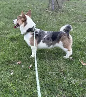 Honey , a female Pembroke Welsh Corgi for sale in Gillett, PA – Photo 2 of 5