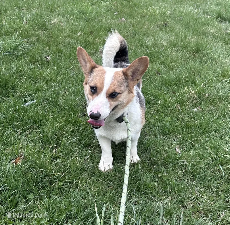 Honey  – Pembroke Welsh Corgi puppy for sale in Gillett, PA