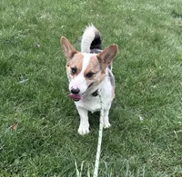 Honey , a female Pembroke Welsh Corgi for sale in Gillett, PA – Photo 1 of 5