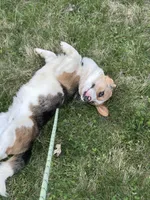 Honey , a female Pembroke Welsh Corgi for sale in Gillett, PA – Photo 5 of 5