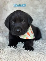 Heathcliff , a male Labrador Retriever for sale in Gillett, PA – Photo 1 of 4