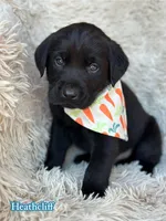 Heathcliff , a male Labrador Retriever for sale in Gillett, PA – Photo 2 of 4