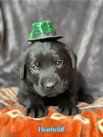 Heathcliff , a male Labrador Retriever for sale in Gillett, PA – Photo 3 of 4