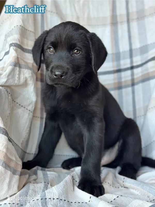 Heathcliff  – Labrador Retriever puppy for sale in Gillett, PA