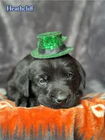 Heathcliff , a male Labrador Retriever for sale in Gillett, PA – Photo 4 of 4