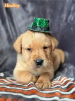 Hindley, a male Labrador Retriever for sale in Gillett, PA – Photo 2 of 2