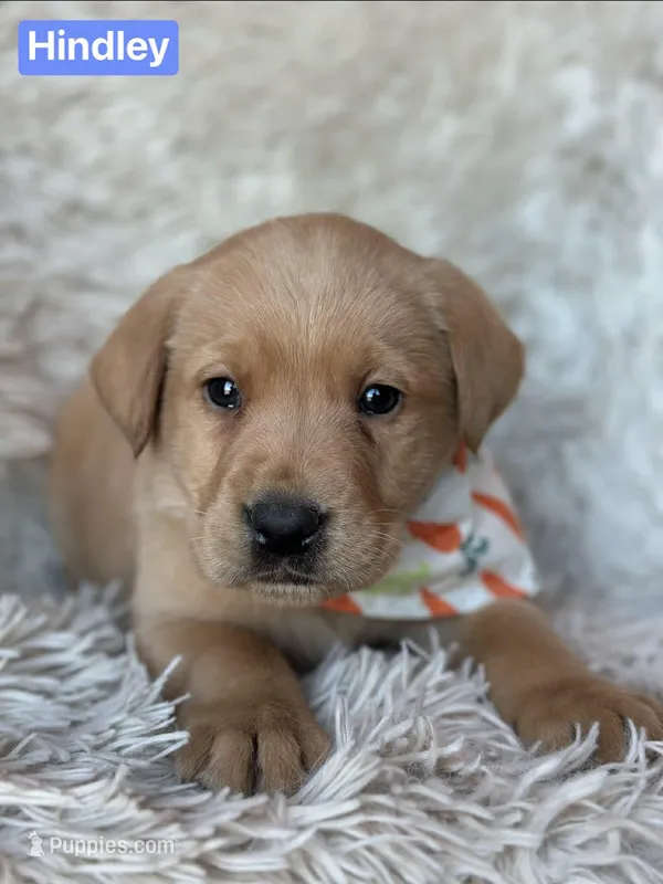 Hindley, a male Labrador Retriever for sale in Gillett, PA – Photo 1 of 2