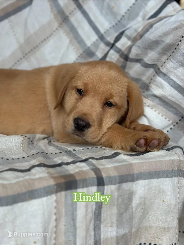 Hindley – Labrador Retriever puppy for sale in Gillett, PA