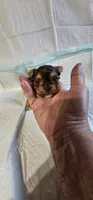 Pretty, a female Yorkshire Terrier for sale in Dayton, OH – 2 of 3