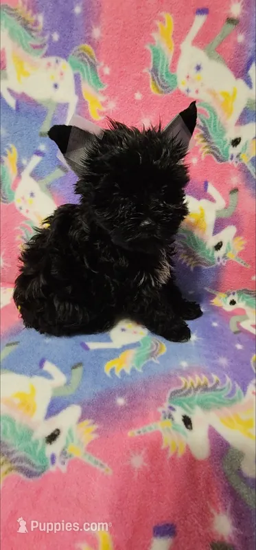 Princess – Yorkshire Terrier puppy for sale in Dayton, OH
