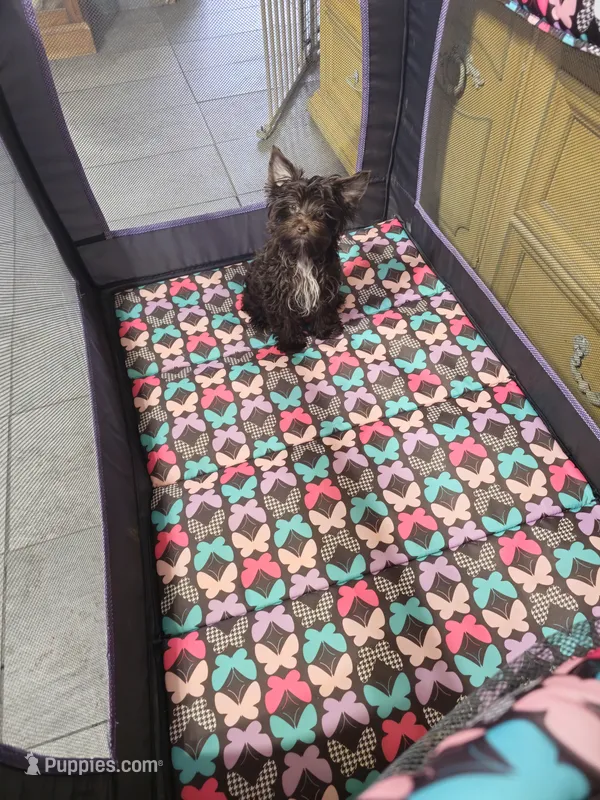 Cupid – Yorkshire Terrier puppy for sale in Dayton, OH