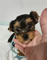 Romeo, a male Yorkshire Terrier for sale in Dayton, OH – 1 of 2
