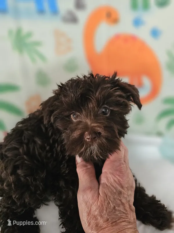 Cupid – Yorkshire Terrier puppy for sale in Dayton, OH