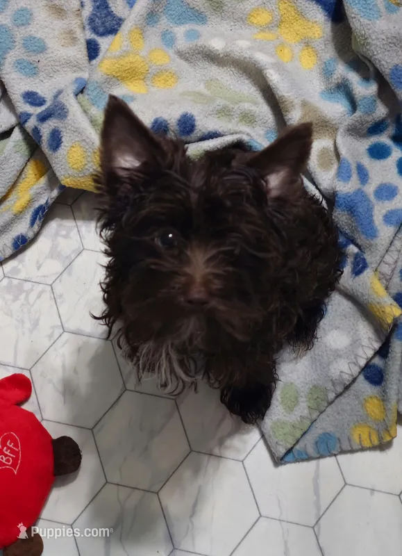 Cupid – Yorkshire Terrier puppy for sale in Dayton, OH