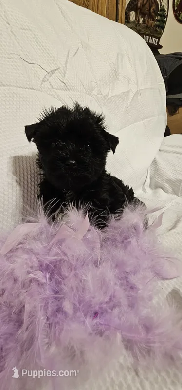 Princess – Yorkshire Terrier puppy for sale in Dayton, OH