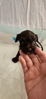 Cupid, a male Yorkshire Terrier for sale in Dayton, OH – 2 of 2