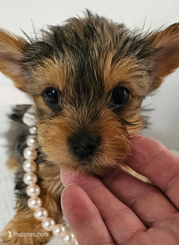 Pretty – Yorkshire Terrier puppy for sale in Dayton, OH