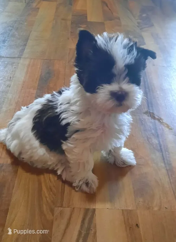 Dolly – Yorkshire Terrier puppy for sale in Dayton, OH