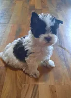 Dolly, a female Yorkshire Terrier for sale in Dayton, OH – 1 of 1
