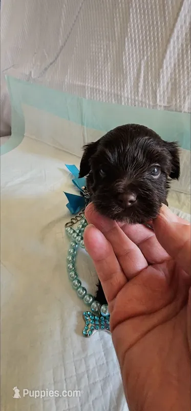 Cupid – Yorkshire Terrier puppy for sale in Dayton, OH