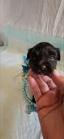 Cupid, a male Yorkshire Terrier for sale in Dayton, OH – 1 of 2
