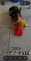 Romeo Black n Gold Yorkshire Terrier male, a male Yorkshire Terrier for sale in Dayton, OH – 4 of 4