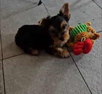 Romeo Black n Gold Yorkshire Terrier male, a male Yorkshire Terrier for sale in Dayton, OH – 3 of 4