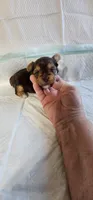 Pretty, a female Yorkshire Terrier for sale in Dayton, OH – 1 of 3