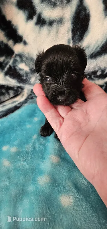 Cupid – Yorkshire Terrier puppy for sale in Dayton, OH