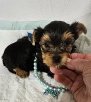 Romeo, a male Yorkshire Terrier for sale in Dayton, OH – 2 of 2
