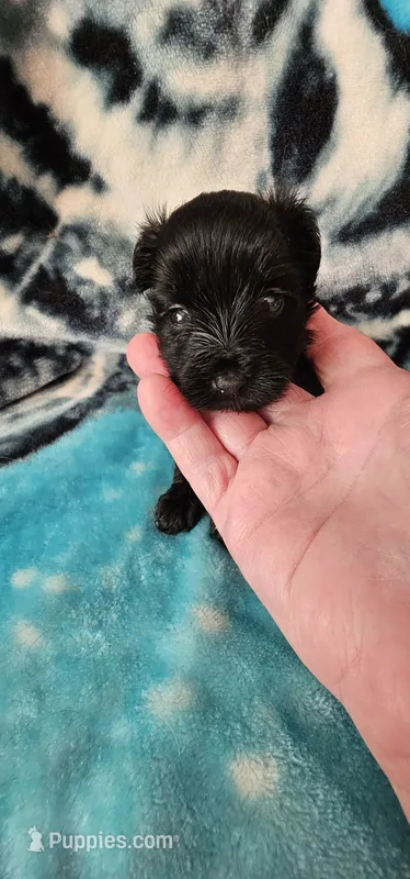 Precious – Yorkshire Terrier puppy for sale in Dayton, OH