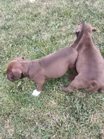 Beavis and Butthead, a male American Pit Bull Terrier for sale in Detroit, MI – 3 of 3
