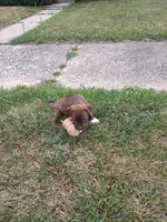 Beavis and Butthead, a male American Pit Bull Terrier for sale in Detroit, MI – 2 of 3