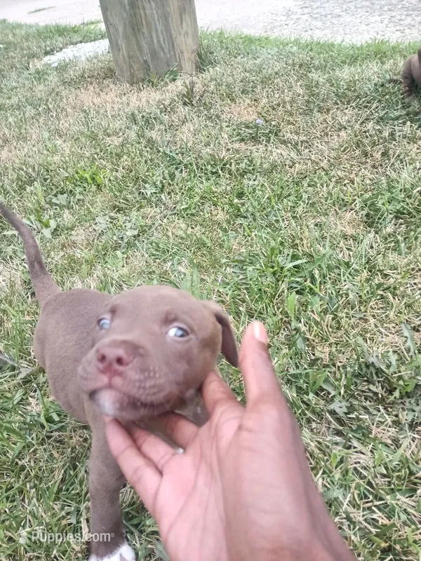 Beavis and Butthead – American Pit Bull Terrier puppy for sale in Detroit, MI